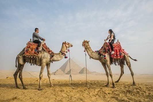 Camels Cairo