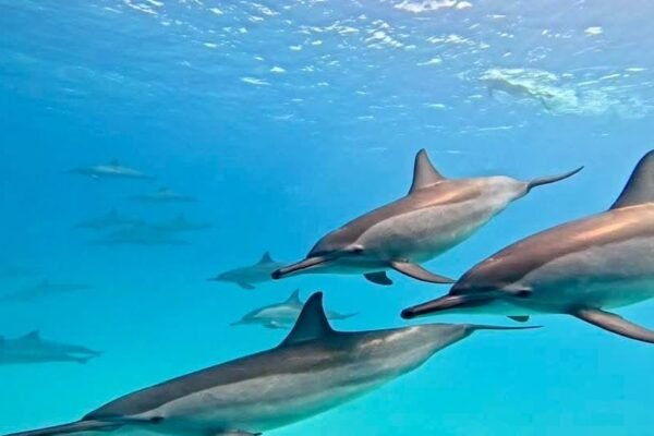 Dolphin House