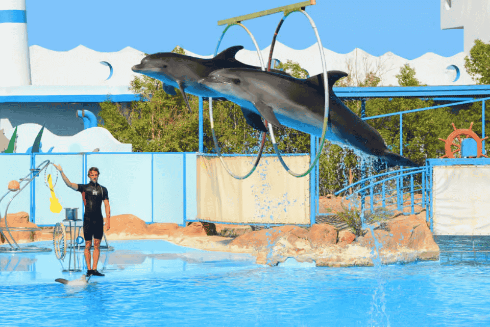 Dolphin Show Hurghada