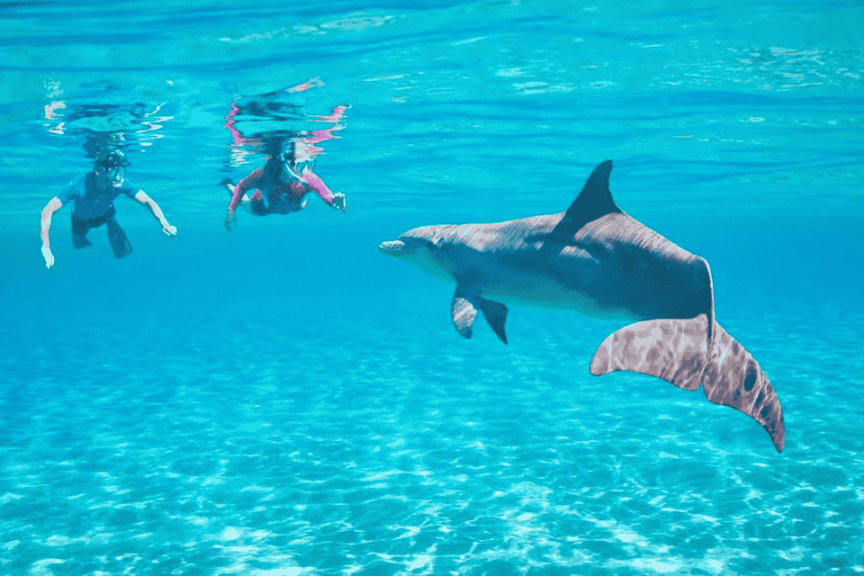 Dolphin house hurghada egypt