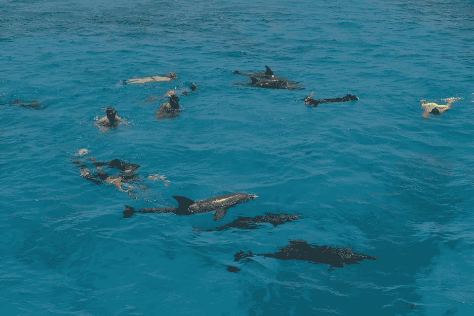 Dolphin house trip hurghada
