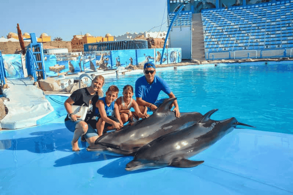 Dolphin show makadi
