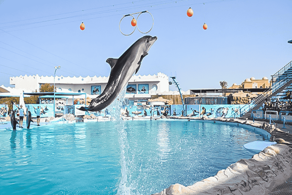 Dolphin world makadi