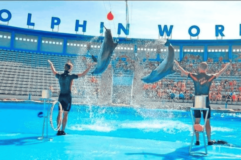 Makadi dolphin show