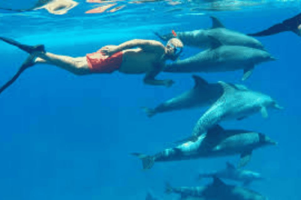 hurghada dolphin house